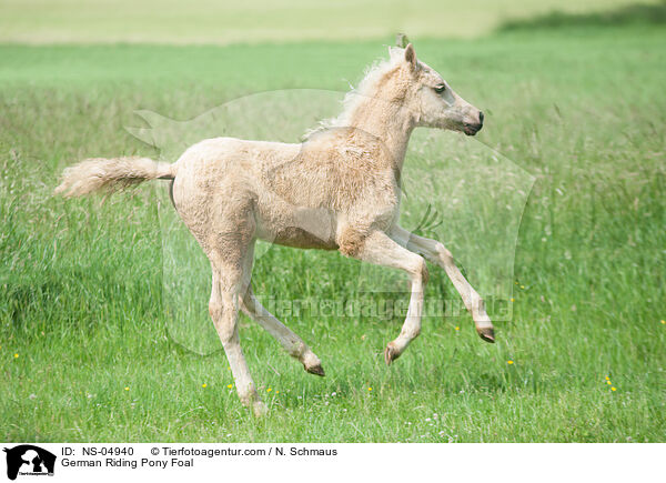 Deutsches Reitpony Fohlen / German Riding Pony Foal / NS-04940