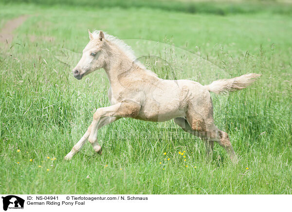 Deutsches Reitpony Fohlen / German Riding Pony Foal / NS-04941