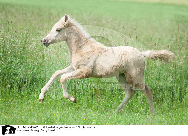 Deutsches Reitpony Fohlen / German Riding Pony Foal / NS-04942