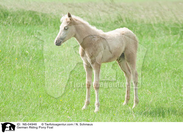 Deutsches Reitpony Fohlen / German Riding Pony Foal / NS-04946