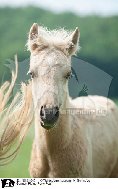 Deutsches Reitpony Fohlen / German Riding Pony Foal / NS-04947