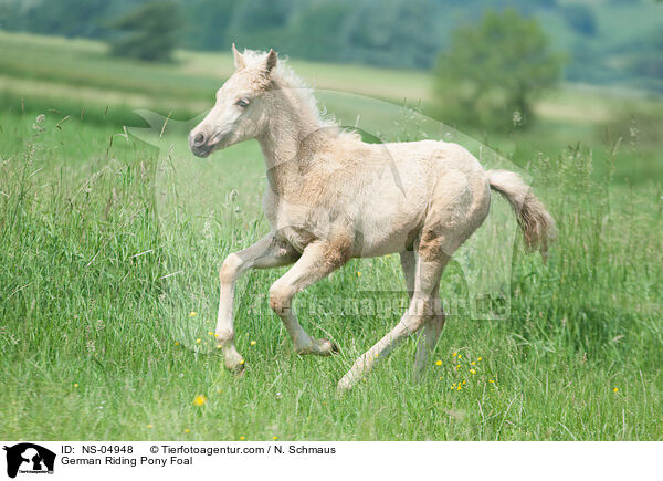 Deutsches Reitpony Fohlen / German Riding Pony Foal / NS-04948