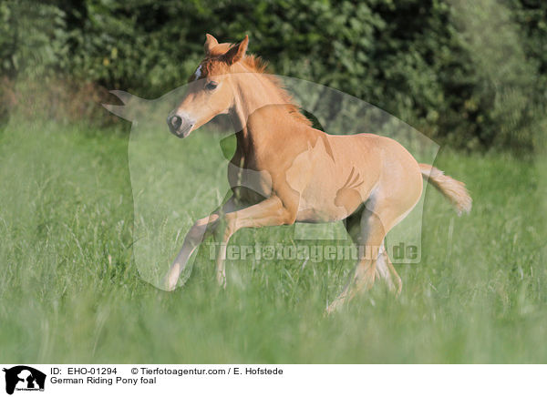 Deutsches Reitpony Fohlen / German Riding Pony foal / EHO-01294