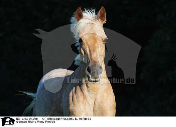 Deutsches Reitpony Portrait / German Riding Pony Portrait / EHO-01298
