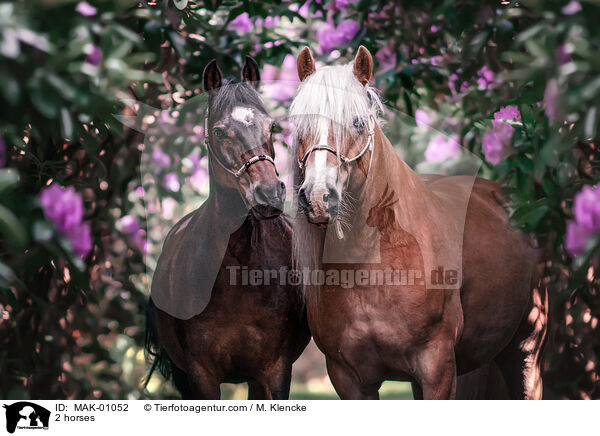 2 Pferde / 2 horses / MAK-01052