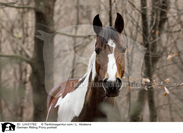 German Riding Pony portrait / LH-01782