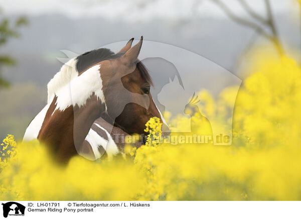 Deutsches  Reitpony Portrait / German Riding Pony portrait / LH-01791