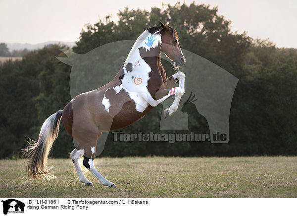 steigendes Deutsches  Reitpony / rising German Riding Pony / LH-01861