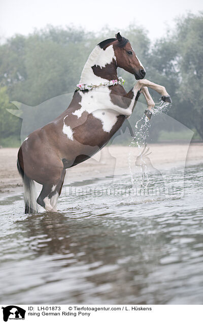 steigendes Deutsches  Reitpony / rising German Riding Pony / LH-01873