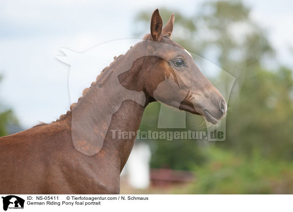 Deutsches Reitpony Fohlen Portrait / German Riding Pony foal portrait / NS-05411