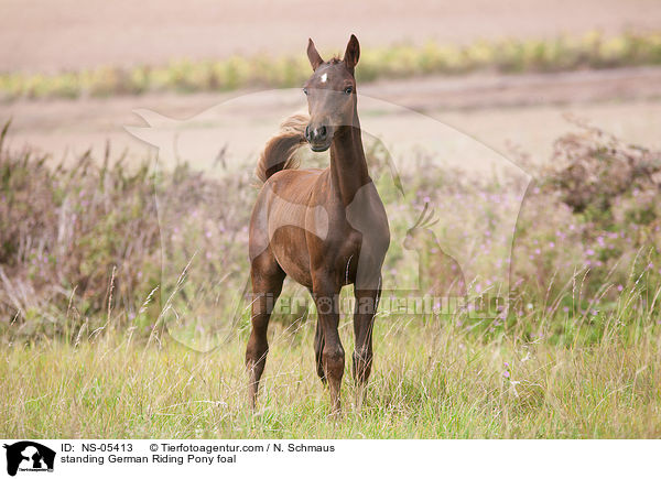 stehendes Deutsches Reitpony Fohlen / standing German Riding Pony foal / NS-05413
