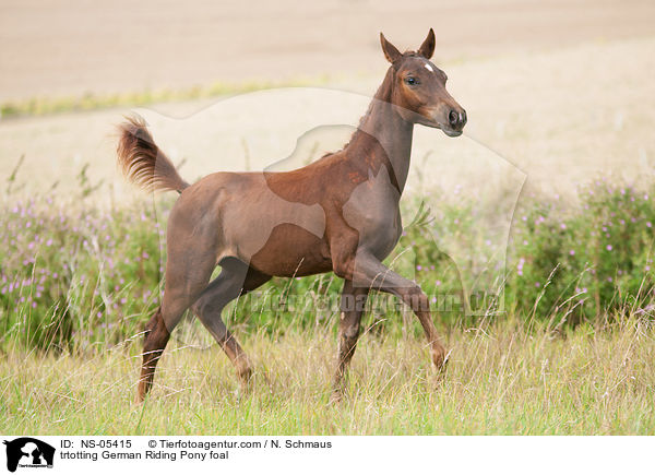 trabendes Deutsches Reitpony Fohlen / trtotting German Riding Pony foal / NS-05415