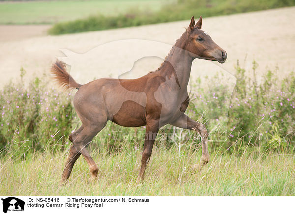 trabendes Deutsches Reitpony Fohlen / trtotting German Riding Pony foal / NS-05416