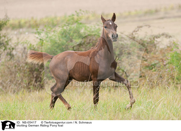 trabendes Deutsches Reitpony Fohlen / trtotting German Riding Pony foal / NS-05417