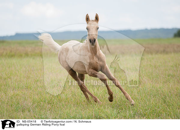 galoppieredes Deutsches Reitpony Fohlen / galloping German Riding Pony foal / NS-05418