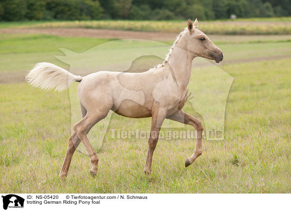 trabendes Deutsches Reitpony Fohlen / trotting German Riding Pony foal / NS-05420
