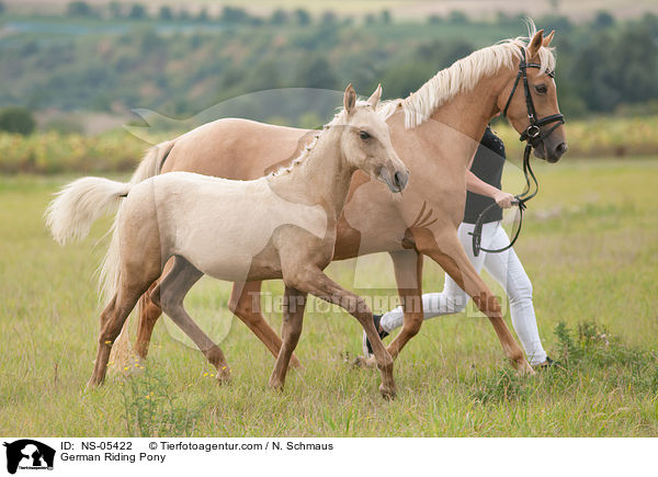 Deutsches Reitponys / German Riding Pony / NS-05422
