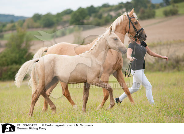 Deutsches Reitponys / German Riding Pony / NS-05432