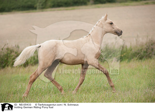 trabendes Deutsches Reitpony Fohlen / trotting German Riding Pony foal / NS-05433