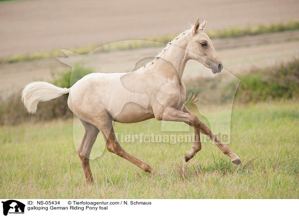 galoppieredes Deutsches Reitpony Fohlen / galloping German Riding Pony foal / NS-05434