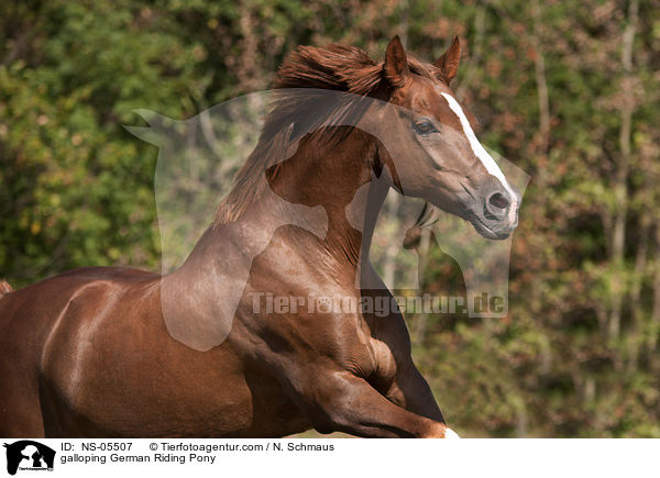 galoppierendes Deutsches Reitpony / galloping German Riding Pony / NS-05507