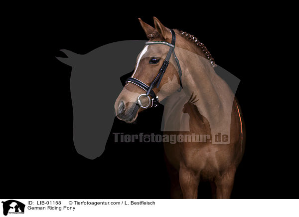 Deutsches Reitpony / German Riding Pony / LIB-01158