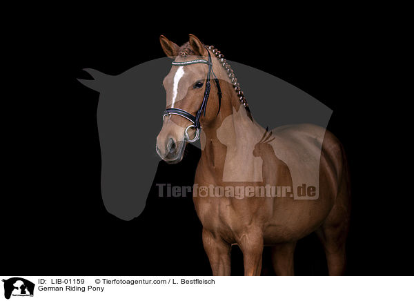Deutsches Reitpony / German Riding Pony / LIB-01159
