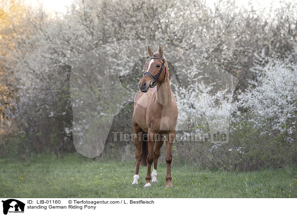 stehendes Deutsches Reitpony / standing German Riding Pony / LIB-01160