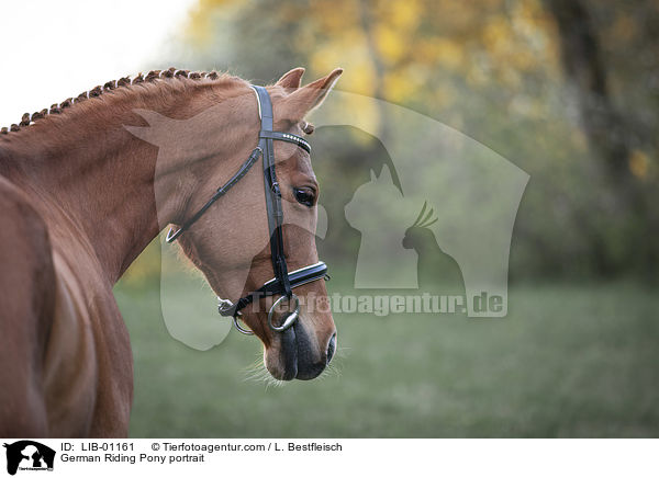 Deutsches Reitpony Portrait / German Riding Pony portrait / LIB-01161