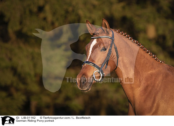 Deutsches Reitpony Portrait / German Riding Pony portrait / LIB-01162