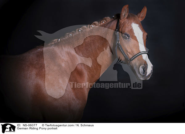 Deutsches Reitpony Portrait / German Riding Pony portrait / NS-06077