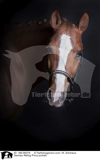 Deutsches Reitpony Portrait / German Riding Pony portrait / NS-06079