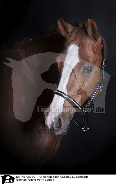 Deutsches Reitpony Portrait / German Riding Pony portrait / NS-06080