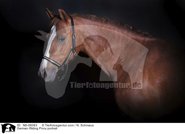 Deutsches Reitpony Portrait / German Riding Pony portrait / NS-06083