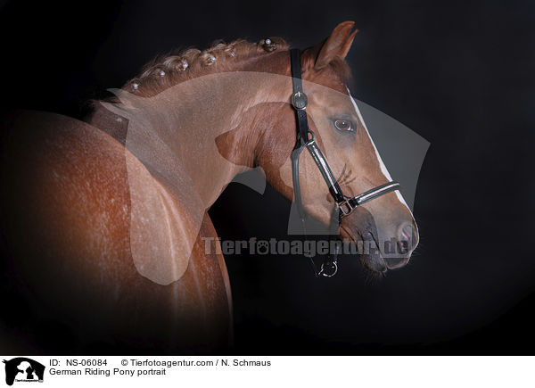Deutsches Reitpony Portrait / German Riding Pony portrait / NS-06084