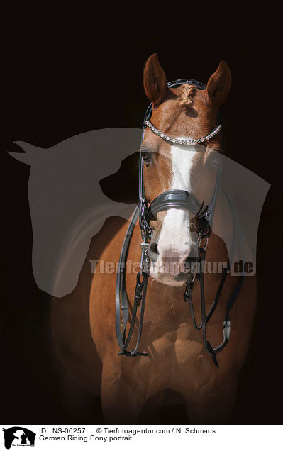 Deutsches Reitpony Portrait / German Riding Pony portrait / NS-06257