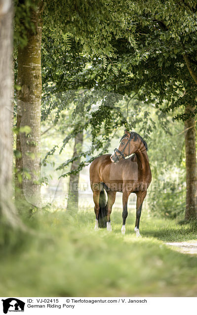 Deutsches Reitpony / German Riding Pony / VJ-02415