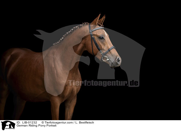 Deutsches Reitpony Portrait / German Riding Pony Portrait / LIB-01232