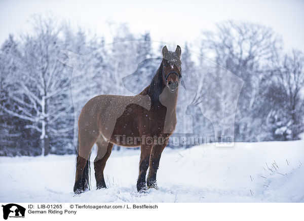 Deutsches Reitpony / German Riding Pony / LIB-01265