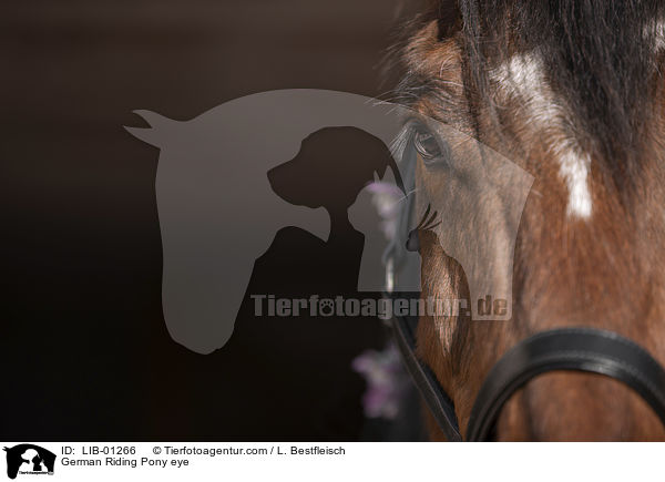 Deutsches Reitpony Auge / German Riding Pony eye / LIB-01266