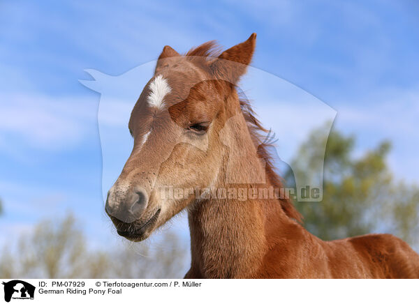 Deutsche Reitpony Fohlen / German Riding Pony Foal / PM-07929