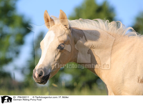 Deutsche Reitpony Fohlen / German Riding Pony Foal / PM-08011