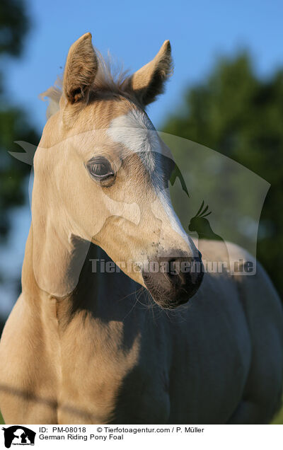 German Riding Pony Foal / PM-08018