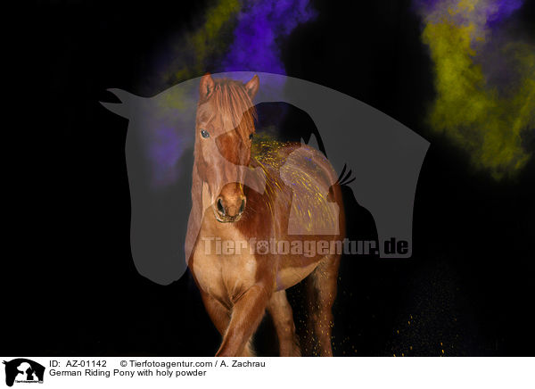 Deutsches Reitpony mit Holi Pulver / German Riding Pony with holy powder / AZ-01142