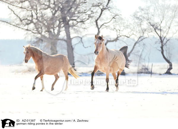 Deutsches Reitponys im Winter / german riding ponies in the winter / AZ-01387
