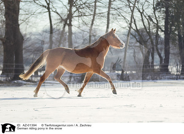 Deutsches Reitpony im Schnee / German riding pony in the snow / AZ-01394