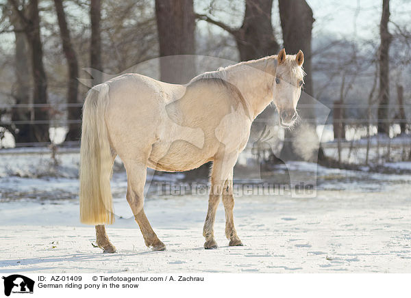 Deutsches Reitpony im Schnee / German riding pony in the snow / AZ-01409