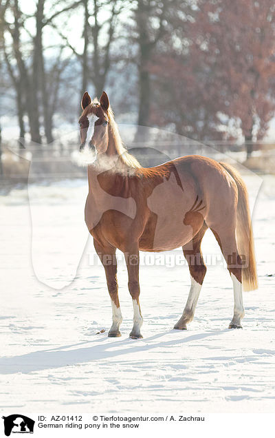 German riding pony in the snow / AZ-01412