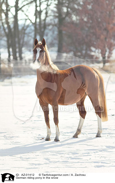 Deutsches Reitpony im Schnee / German riding pony in the snow / AZ-01412