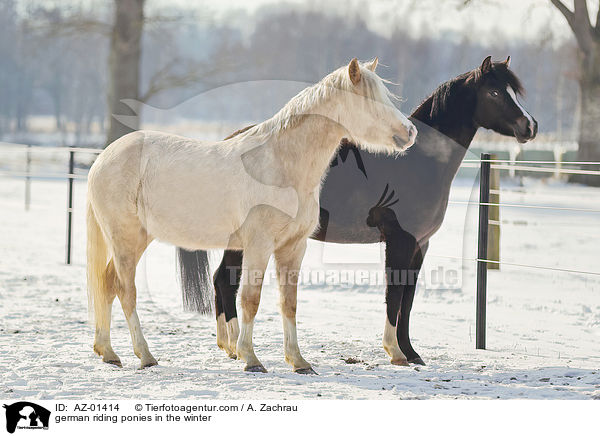 Deutsches Reitponys im Winter / german riding ponies in the winter / AZ-01414